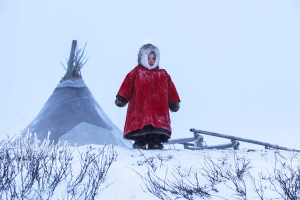 Житель Tundra Корінних Жителів Крайньої Півночі Tundra Відкриту Ділянку Діти — стокове фото