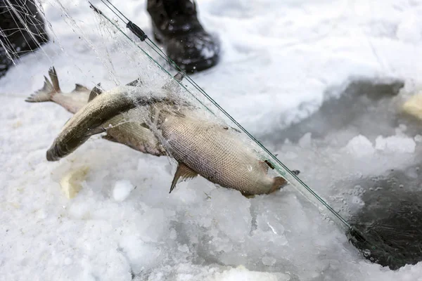 Pesca Invierno Buena Captura Peces Invierno Hielo — Foto de Stock