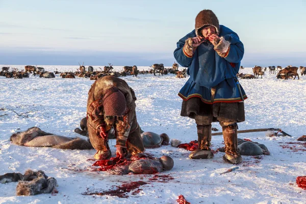 Szélsőséges Északon Yamal Szarvashús Elkészítése Távolítsa Bőrt Szarvas Asszisztens Rénszarvas — Stock Fotó