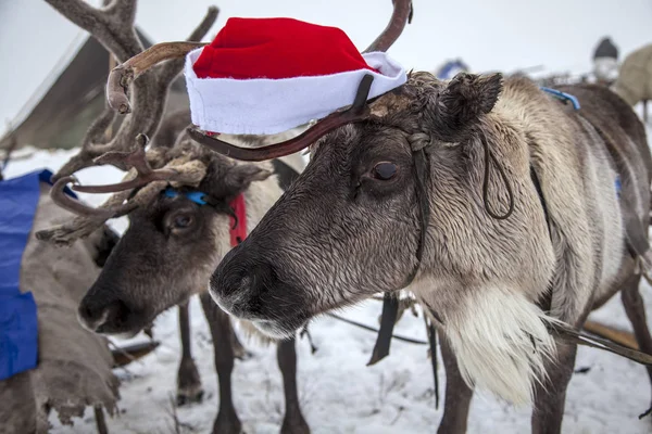Een Team Van Rendieren Voor Kerstmis Rode Doppen Hoofden Van — Stockfoto
