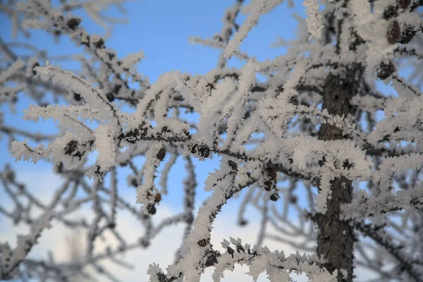 Vackert Vinterlandskap Frost Grenar Träd Den Första Snön — Stockfoto