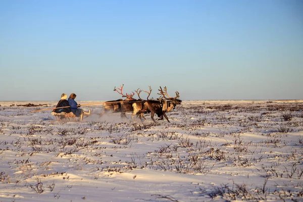 Extremo Norte Yamal Renos Tundra Área Abierta Criador Renos Asistente —  Fotos de Stock