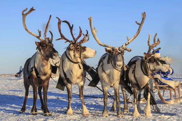 Thème Noël Ventes Joyeux Père Noël Dans Une Forêt Enneigée — Photo