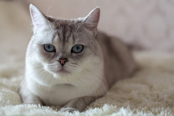 Kedi İskoç Fold, boyama chinchilla