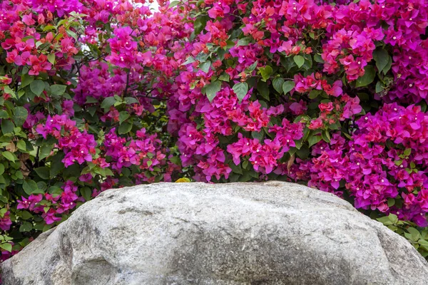 Hermosas Flores Piedras Flores Primavera Diseño Del Paisaje Del Parque — Foto de Stock