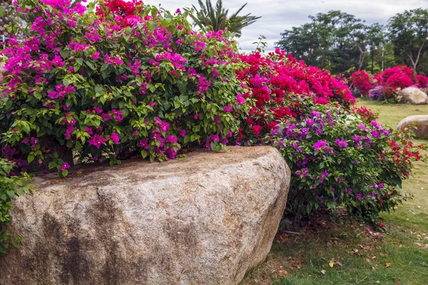 Hermosas Flores Piedras Flores Primavera Diseño Del Paisaje Del Parque — Foto de Stock