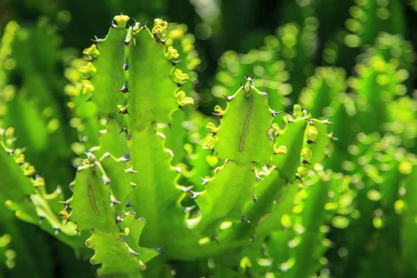 Dettaglio Vicino Giardino Cactus Sfondo Verde Brillante Cactus — Foto Stock