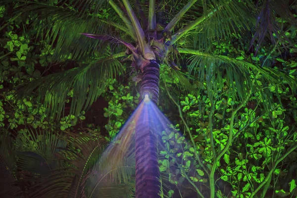 Une Lanterne Est Installée Sur Palmier Palmiers Nuit — Photo
