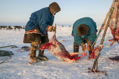 En kuzeyde, Yamal, geyik eti hazırlığı, geyiklerin derisini yüzer.,