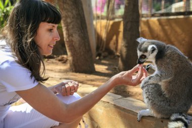 Güzel lemur bir kızın elinden yemek