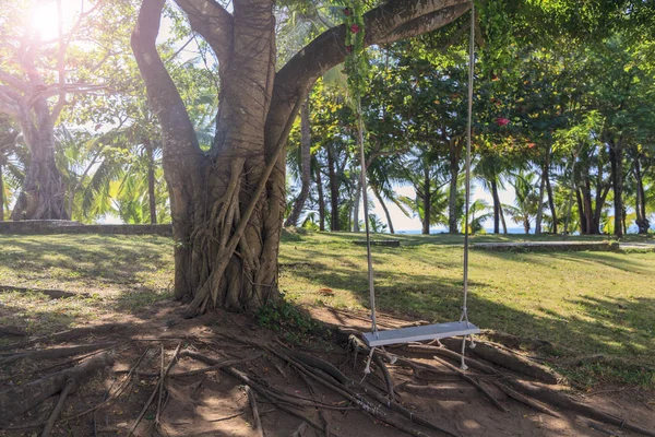 Holzschaukel Seilen Unter Dem Großen Baum Garten Fantastischer Großer Baum — Stockfoto