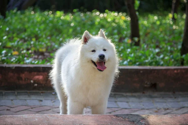 Sled Dog According Classification International Dog Federation Belongs Group Spitz — Stock Photo, Image