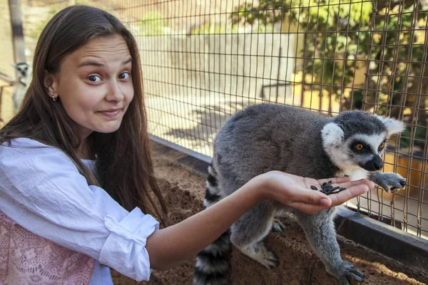 Piękny Lemur Jedzenia Ręki Dziewczyny — Zdjęcie stockowe