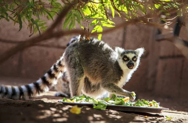 Piękny Lemur Zbliżenie Parku — Zdjęcie stockowe
