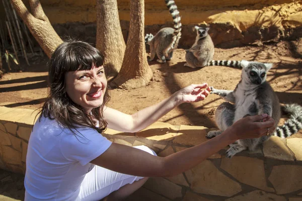 Piękny Lemur Jedzenia Ręki Dziewczyny — Zdjęcie stockowe
