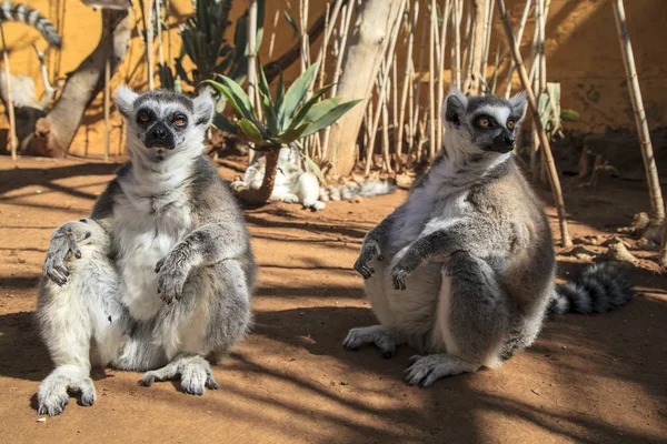 Para Piękny Lemur Parku — Zdjęcie stockowe