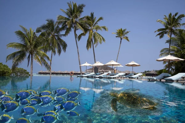 Malediven Palmen Collage Fische Und Meeresschildkröten Schwimmen Pool — Stockfoto