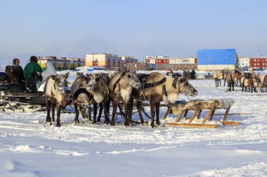 Nadym, Rusya - 23 Şubat 2019: Yamal, açık alan, tundra, 