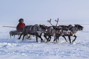 Nadym, Rusya - 23 Şubat 2019: Yamal, açık alan, tundra, 