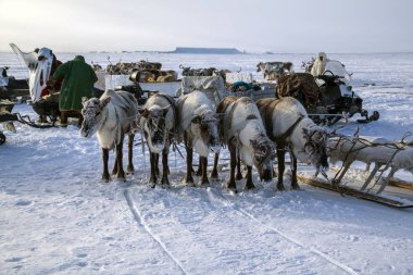 Nadym, Rusya - 23 Şubat 2019: Yamal, açık alan, tundra, 