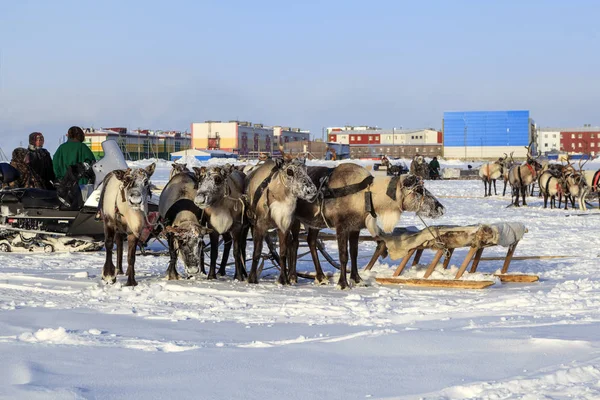 Nadym, Rússia - 23 de fevereiro de 2019: Yamal, área aberta, tundra, The — Fotografia de Stock