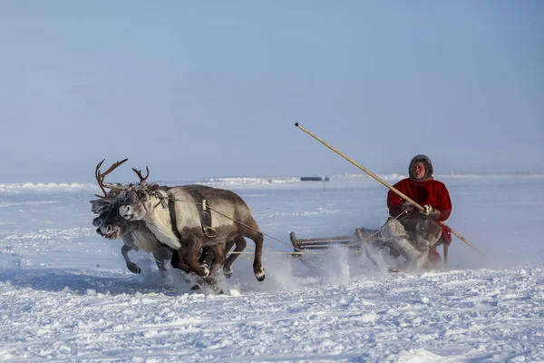 Надим, Російська Федерація - 23 лютого 2019: Ямал, відкрита зона, tundra, на — стокове фото