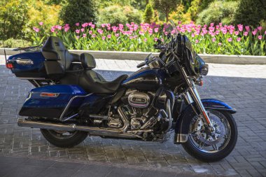 Rusya, Soçi, 01 Mayıs 2017-Harley Davidson motosiklet p