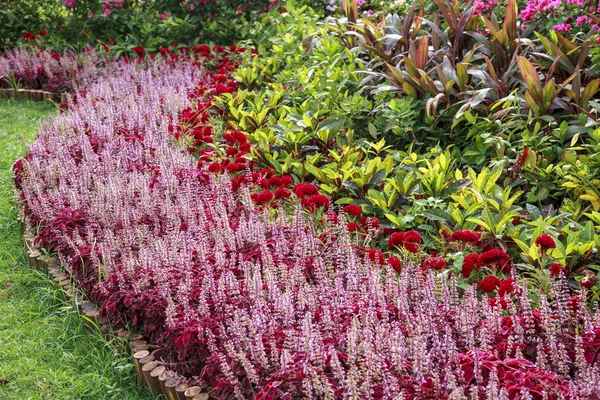 Hermosas flores y piedras, flores de primavera, parque paisaje des — Foto de Stock