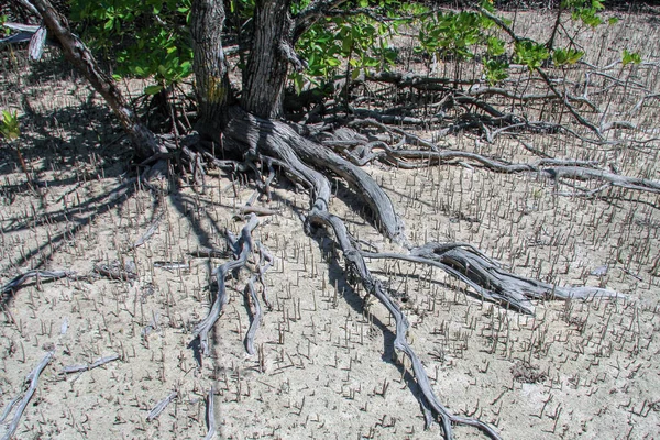 Raíces aéreas de manglar. En pisos de arena — Foto de Stock