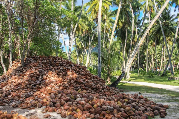 Kokosolie productie, kokosnoten in de buurt van palmbomen — Stockfoto
