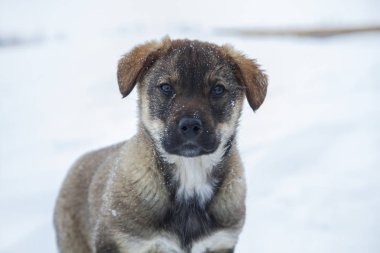 kuzeyde güzel küçük köpek yavrusu, Laika