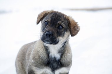 kuzeyde güzel küçük köpek yavrusu, Laika 