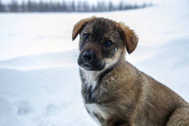 kuzeyde güzel küçük köpek yavrusu, Laika