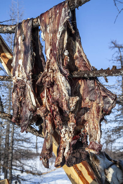  The meat jerky wild reindeer hangs on a tree