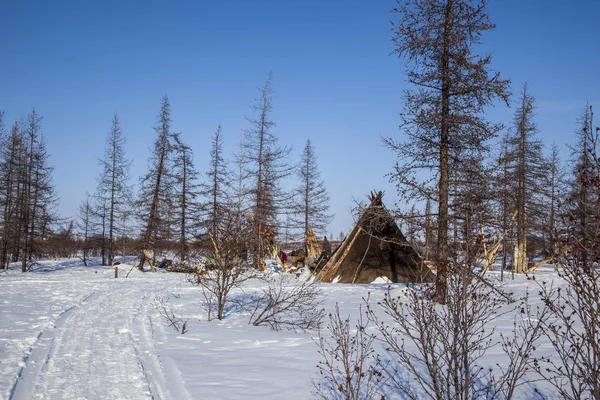 El extremo norte, Yamal, el pasto de la gente Nenets, la morada — Foto de Stock