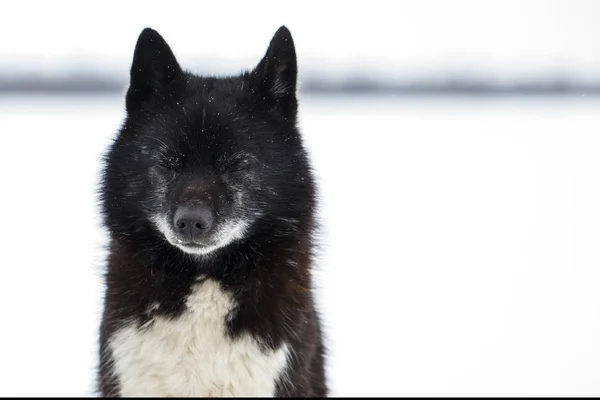 Piękny czarny pies na północy, laika, pada śnieg na zewnątrz i — Zdjęcie stockowe