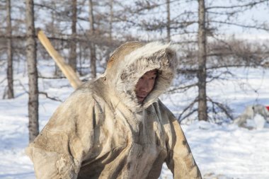 Yamal'ın çok kuzeyinde, tundra, mera nord reindeers, closeup liman