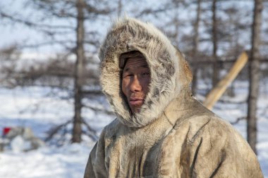 Yamal'ın çok kuzeyinde, tundra, mera nord reindeers, closeup liman