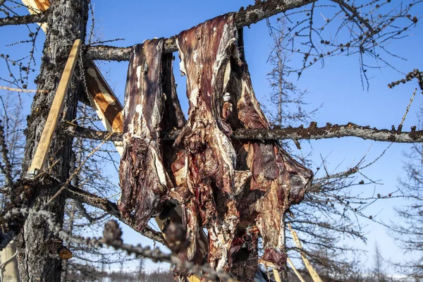 La carne de reno salvaje cuelga de un árbol — Foto de Stock