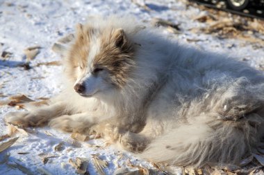 kabarık beyaz köpek, kırmızı lekeler ile, çoban yardımcısı, nort