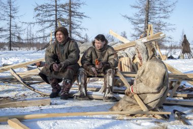 Yamal' ın çok kuzeyinde, tundra, mera nord reindeers, re ailesi