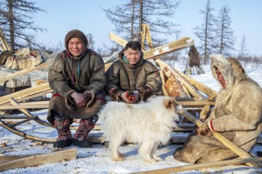 Yamal' ın çok kuzeyinde, tundra, mera nord reindeers, re ailesi