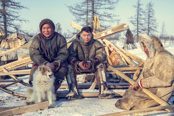 Yamal' ın çok kuzeyinde, tundra, mera nord reindeers, re ailesi — Stok fotoğraf