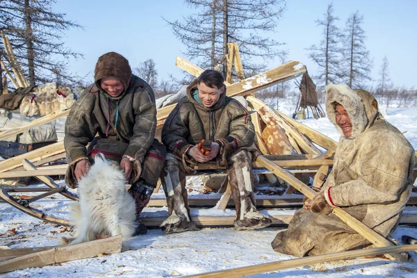 Távol északra Yamal, Tundra, legelő Nord rénszarvasok, a család újra — Stock Fotó