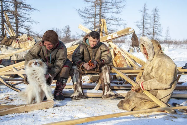 Távol északra Yamal, Tundra, legelő Nord rénszarvasok, a család újra — Stock Fotó