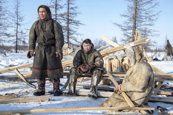 Far north of Yamal, tundra, pasture nord reindeers, family of re