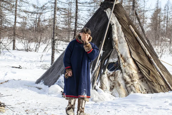 Residents of the far north,  the pasture of Nenets people, the d