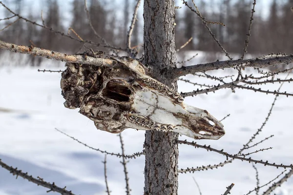 Esqueleto de un cráneo de una cabeza de reno en un árbol — Foto de Stock