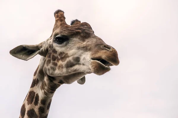 Kopf einer Giraffe gegen den Himmel, Nahaufnahme — Stockfoto