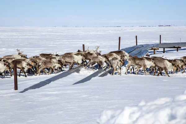 Un grand troupeau de rennes traversant la route — Photo